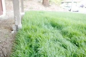 longgrass